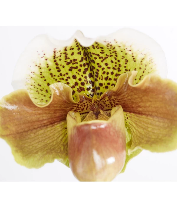 Frauenschuh - Paphiopedilum Hybride, Verschiedene Sorten - Image 9