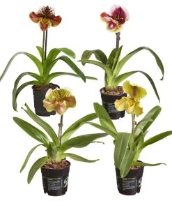 Frauenschuh - Paphiopedilum Hybride, Verschiedene Sorten
