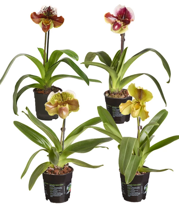 Frauenschuh - Paphiopedilum Hybride, Verschiedene Sorten