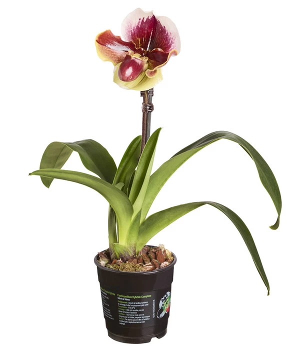 Frauenschuh - Paphiopedilum Hybride, Verschiedene Sorten - Image 5