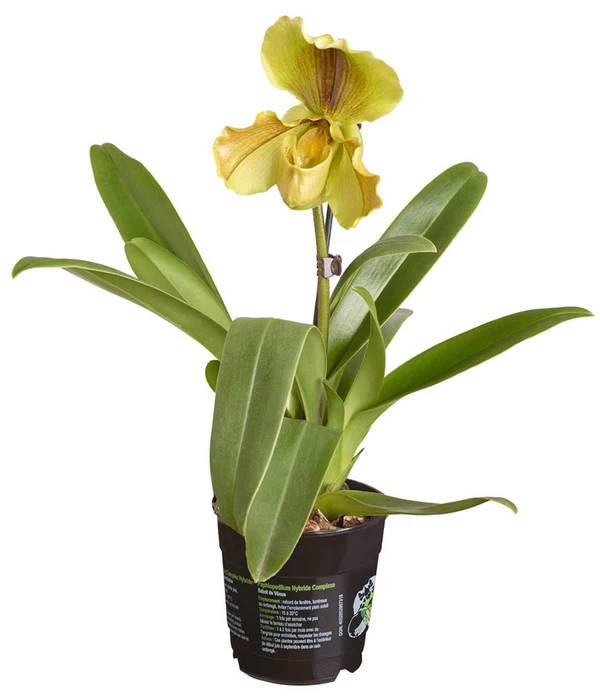 Frauenschuh - Paphiopedilum Hybride, Verschiedene Sorten - Image 3