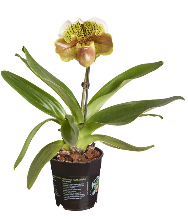 Frauenschuh - Paphiopedilum Hybride, Verschiedene Sorten - Image 4