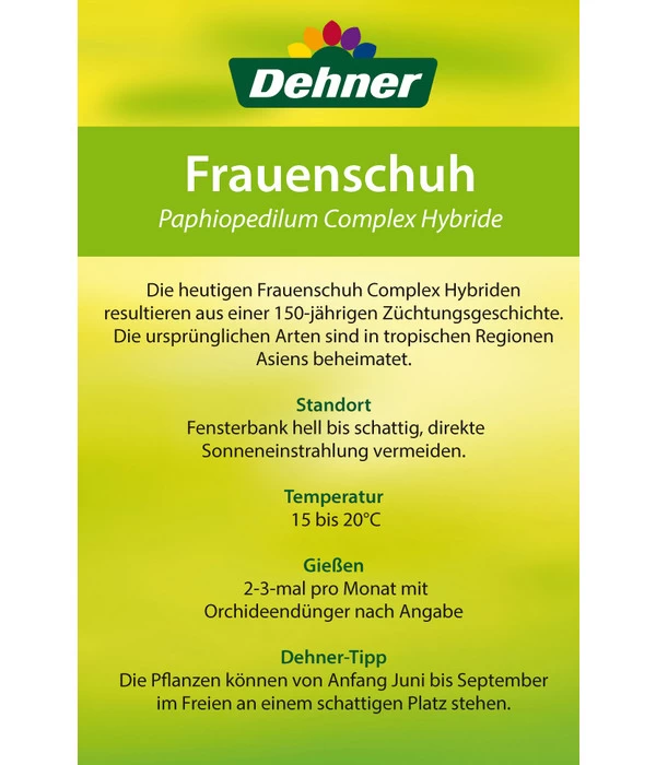 Frauenschuh - Paphiopedilum Hybride, Verschiedene Sorten - Image 12