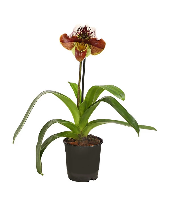 Frauenschuh - Paphiopedilum Hybride, Verschiedene Sorten - Image 2