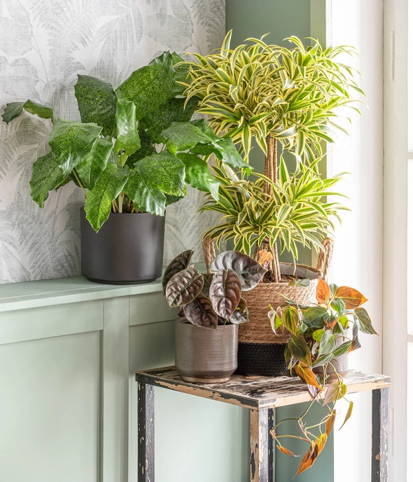 Baumfreund - Philodendron Scandens 'Micans' - Image 2