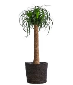 Elefantenfuß, In Seegras-Korb