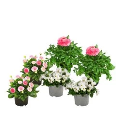 Beet- & Balkonpflanzen-Set Traum In Rosa, 6-teilig