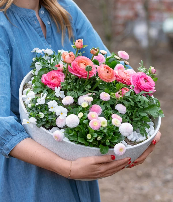 Beet- & Balkonpflanzen-Set Traum In Rosa, 6-teilig - Image 8