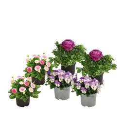 Beet- & Balkonpflanzen-Set Frühlingsfreude, 6-teilig