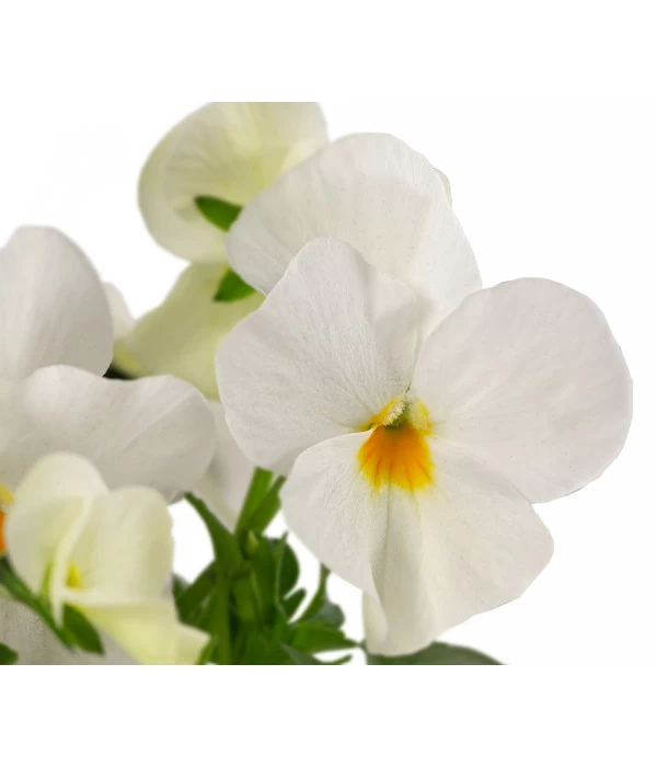 Beet- & Balkonpflanzen-Set Weißer Frühling, 6-teilig - Image 8