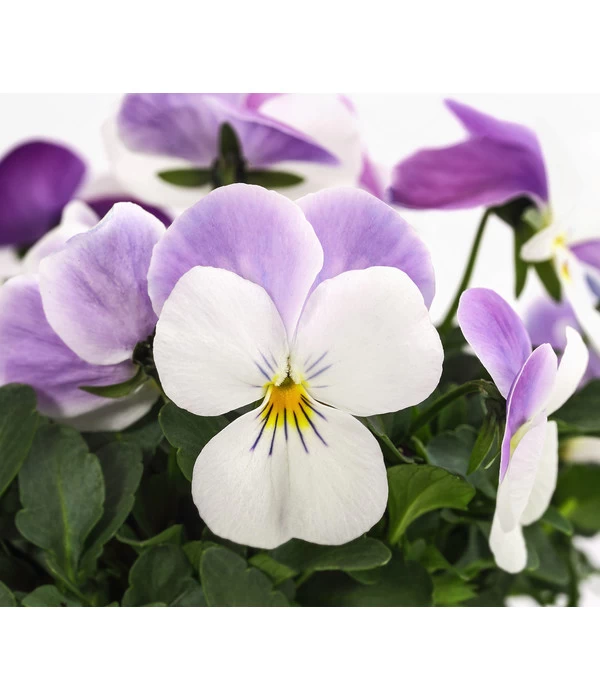 Beet- & Balkonpflanzen-Set Frühlingsfreude, 6-teilig – Bild 8