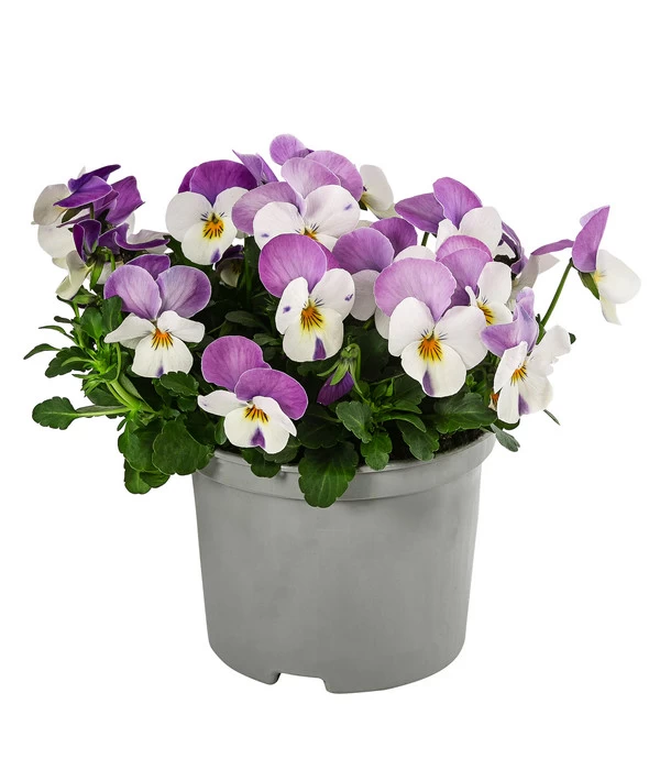 Beet- & Balkonpflanzen-Set Frühlingsfreude, 6-teilig – Bild 4