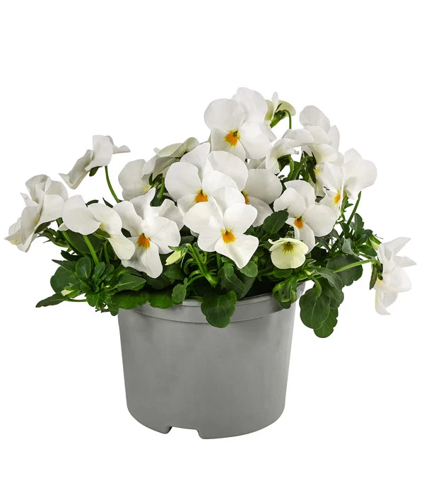 Beet- & Balkonpflanzen-Set Traum In Rosa, 6-teilig - Image 4