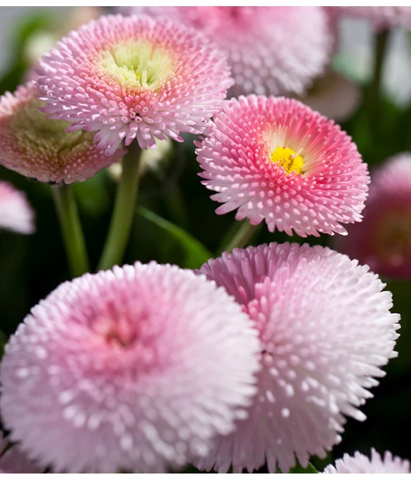 Beet- & Balkonpflanzen-Set Traum In Rosa, 6-teilig - Image 7