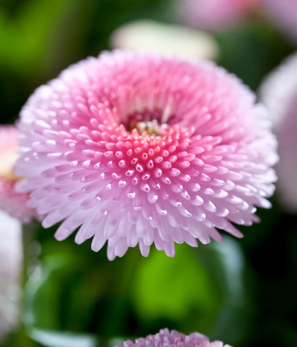 Beet- & Balkonpflanzen-Set Frühlingsfreude, 6-teilig – Bild 7