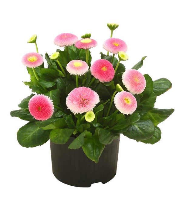 Beet- & Balkonpflanzen-Set Traum In Rosa, 6-teilig - Image 6