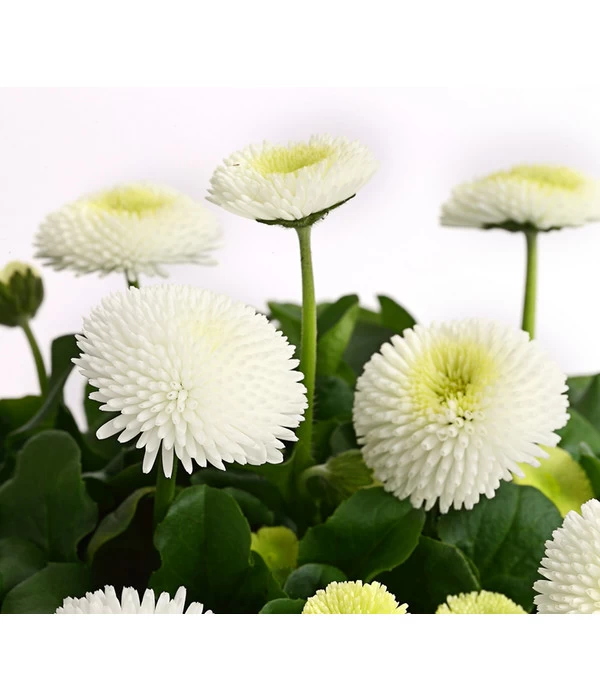 Beet- & Balkonpflanzen-Set Weißer Frühling, 6-teilig - Image 6