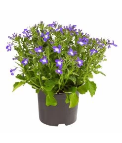 Männertreu 'Blue Eye'