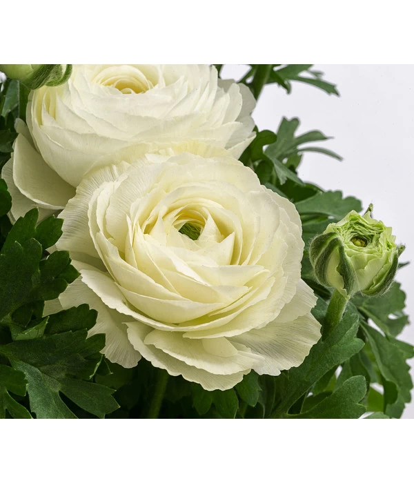 Beet- & Balkonpflanzen-Set Weißer Frühling, 6-teilig - Image 7