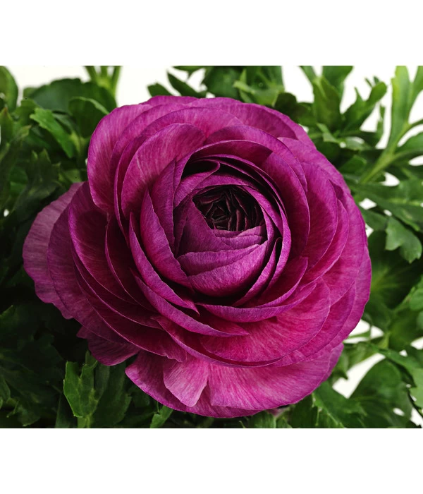 Beet- & Balkonpflanzen-Set Frühlingsfreude, 6-teilig – Bild 6