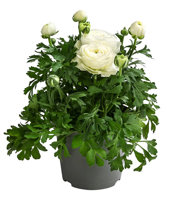 Beet- & Balkonpflanzen-Set Weißer Frühling, 6-teilig - Image 2