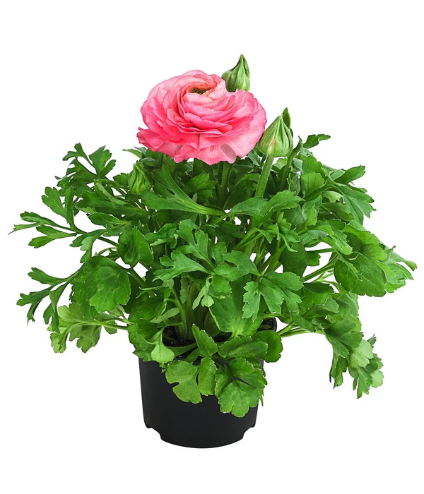 Beet- & Balkonpflanzen-Set Traum In Rosa, 6-teilig - Image 2