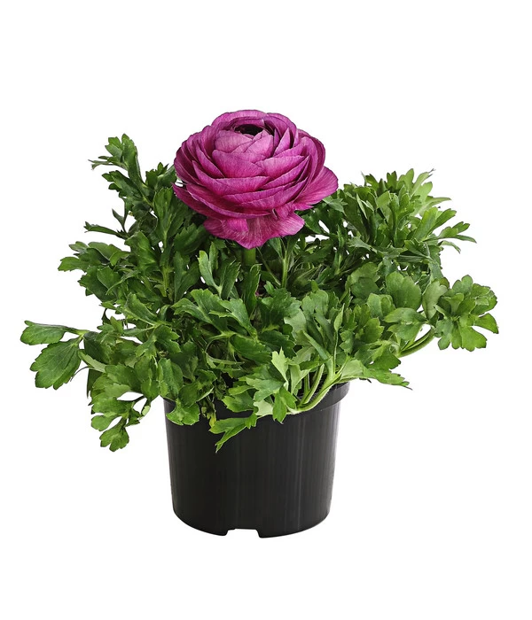 Beet- & Balkonpflanzen-Set Frühlingsfreude, 6-teilig – Bild 2