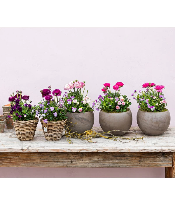 Beet- & Balkonpflanzen-Set Traum In Rosa, 6-teilig - Image 9