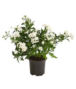 Jasminblütiger Nachtschatten