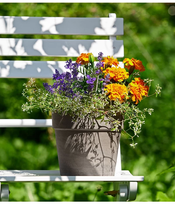 Pflanzen-Trio Sonnenglück – Bild 2