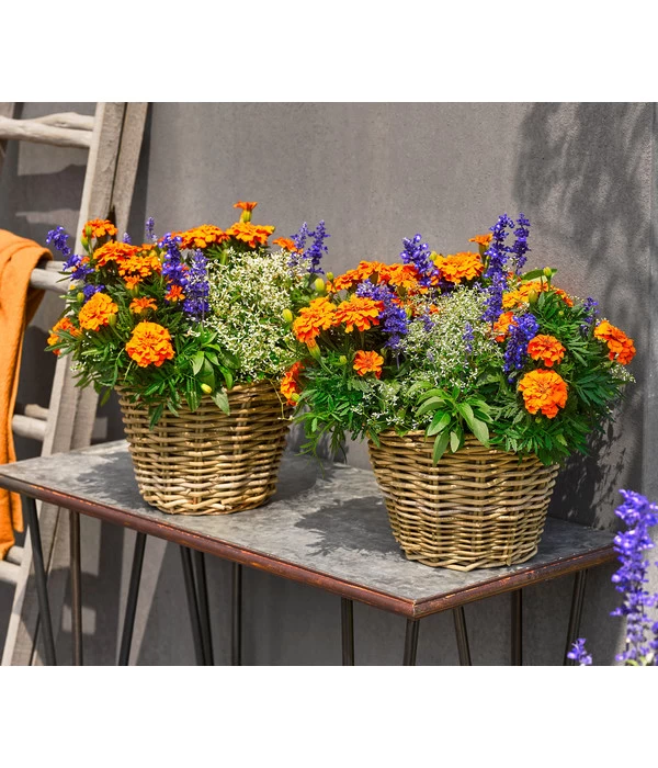 Pflanzen-Trio Sonnenglück – Bild 3