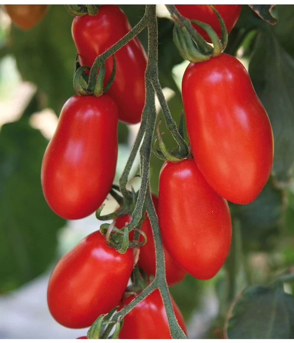Mini San-Marzano Tomate 'Trilly' - Image 3