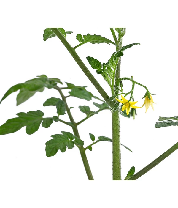 Cherrytomate 'Pepe' - Image 5