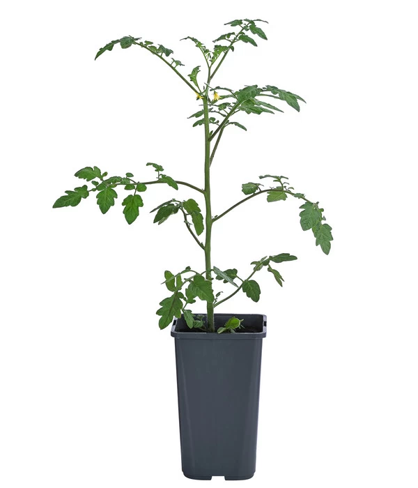 Cherrytomate 'Pepe' - Image 2