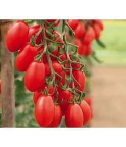 Mini San-Marzano Tomate 'Trilly'