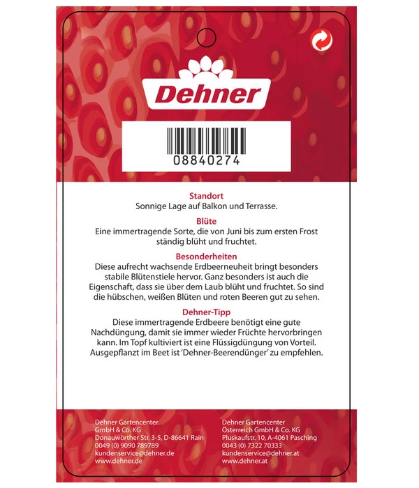 Erdbeere 'Delizz' - Image 4